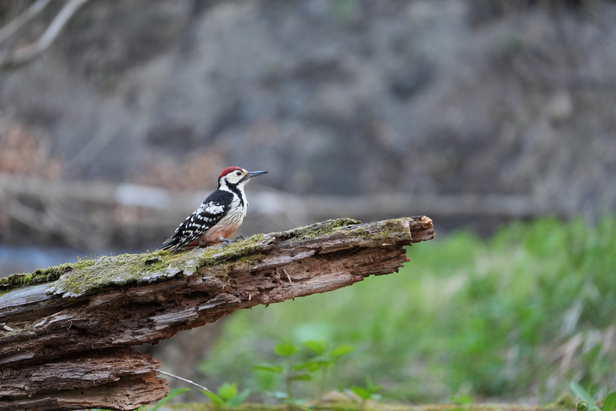 Sony FE 100-400mm F5.6-8 OSS